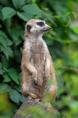 Meerkat standing view