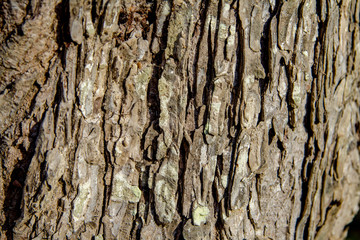 brown bark of tree texture
