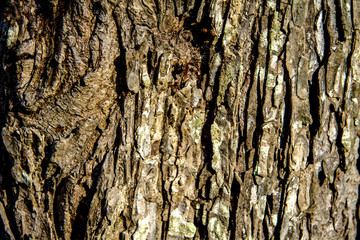 brown bark of tree texture