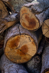 Naklejka premium madeira