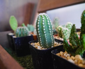 Group of cactus