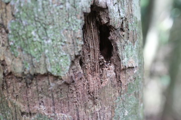 bark of a tree