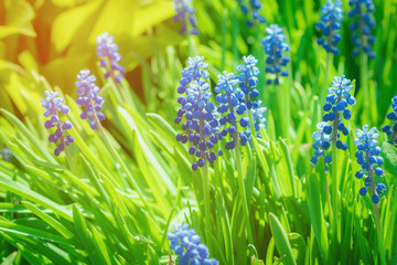 Blue muscari flower buds close-up on green background