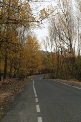 Autumn forest and village photos.savsat/artvin turkey 