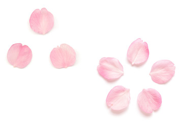 桜 花びら 春 白背景