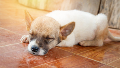 Little puppy dog sleeps lying on floor