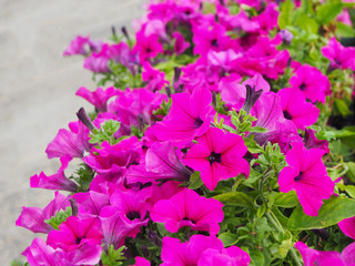 magenta pink petunia flowers bloom