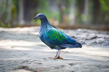 Nicobar pigeon dove wildlife animal bird standing on ground / Colorful feather bird