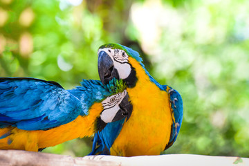 Colorful couple macaw birds parrot on branch tree in the jungle on nature green background