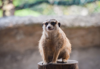Fototapeta premium Portrait of Meerkat surricatas sitting Stump wood