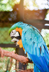 Ara ararauna macaw parrot bird in the cage