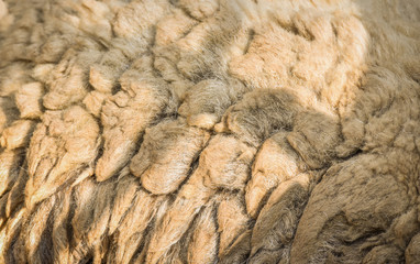 real of sheep wool texture background