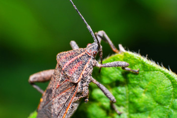 Close up Coreid bug on plant tree on nature green background / Squash bug