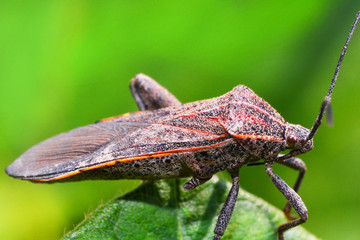 Close up Coreid bug on plant tree on nature green background / Squash bug
