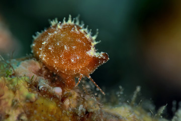 Tiny Cowrie. Picture was taken in Ambon, Indonesia