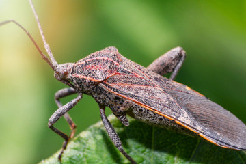 Close up Coreid bug on plant tree on nature green background / Squash bug