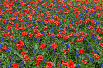 Multicolored flowers - nature background