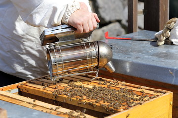 Imker mit Rauchpfeiffe am geöffneten Bienenkasten