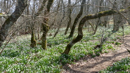 forest, tree, nature, green, trees, wood, landscape, woods, grass, spring, park, water.snowdrops