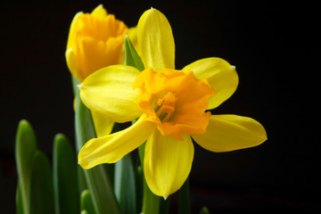 Yellow Daffodils on a dark background