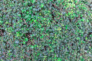 Close up of green leaf of the Hokkien tea tree texture