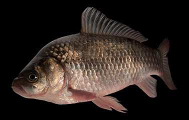 Live fish crucian on black background