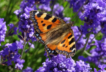 butterfly wings open