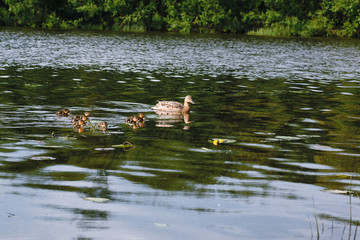Birds on the pond. A flock of ducks and pigeons by the water. Migratory birds by the lake.