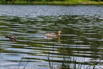 Birds on the pond. A flock of ducks and pigeons by the water. Migratory birds by the lake.