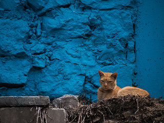 Cat on blue background