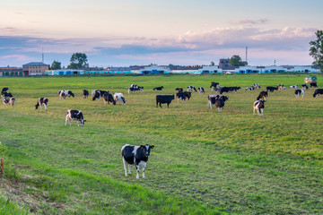Evening summer field with a herd of black and white milk cows and farm structures in the background
