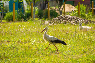 Fototapeta premium Wild white stork bird is walking in the Belarusian village while being watched by a domestic goat