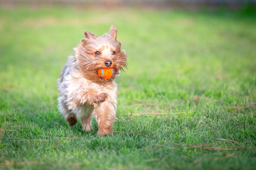 Yorkshire Terrier Puppy Playing Fetch in a Dog Park with an Orange Ball