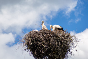 White Storks birds against blue sky with clouds. Parents caring for their children in the family nest