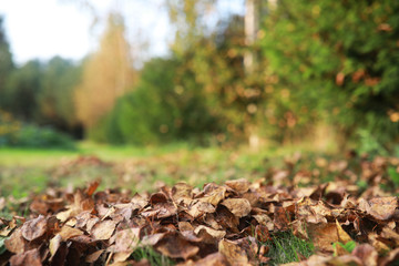 End of summer season in the park