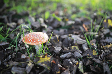 End of summer season in the park