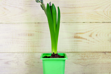 Blue hyacinth flower closed bud in green transportation op on wooden background. Copy space.