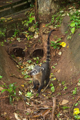 Coati at the Iguazu Falls in the Argentine side