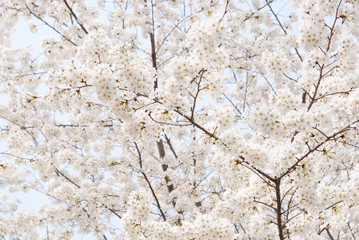 Close up white sakura flower blossom on tree in spring seasonal,natural background