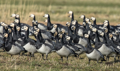 gänse © Klaus Haase 