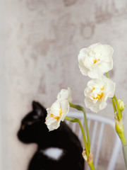 bouquet of narsissus flowers with a black cat