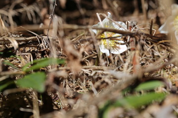 ELLEBORO4