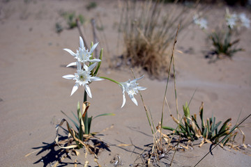 sand Lily