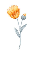 hand drawn watercolor calendula flower