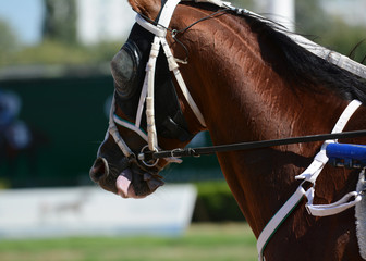 Potrait of a red horse trotter breed in motion on hippodrome.