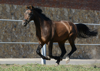 The bay sport horse runs gallop on freedom in summer