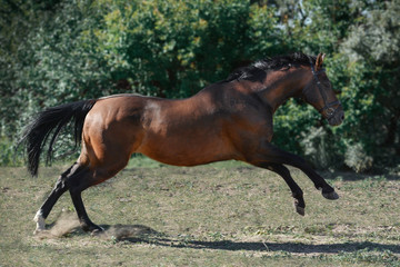 The brown trakehner sport horse free jumps on freedom in summer