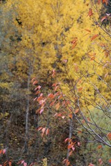 Autumn forest and village photos.savsat/artvin turkey 