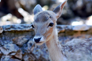 portrait of a deer