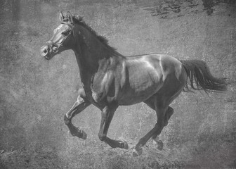 The dark sport horse runs gallop on freedom. In black and white artistic treatment